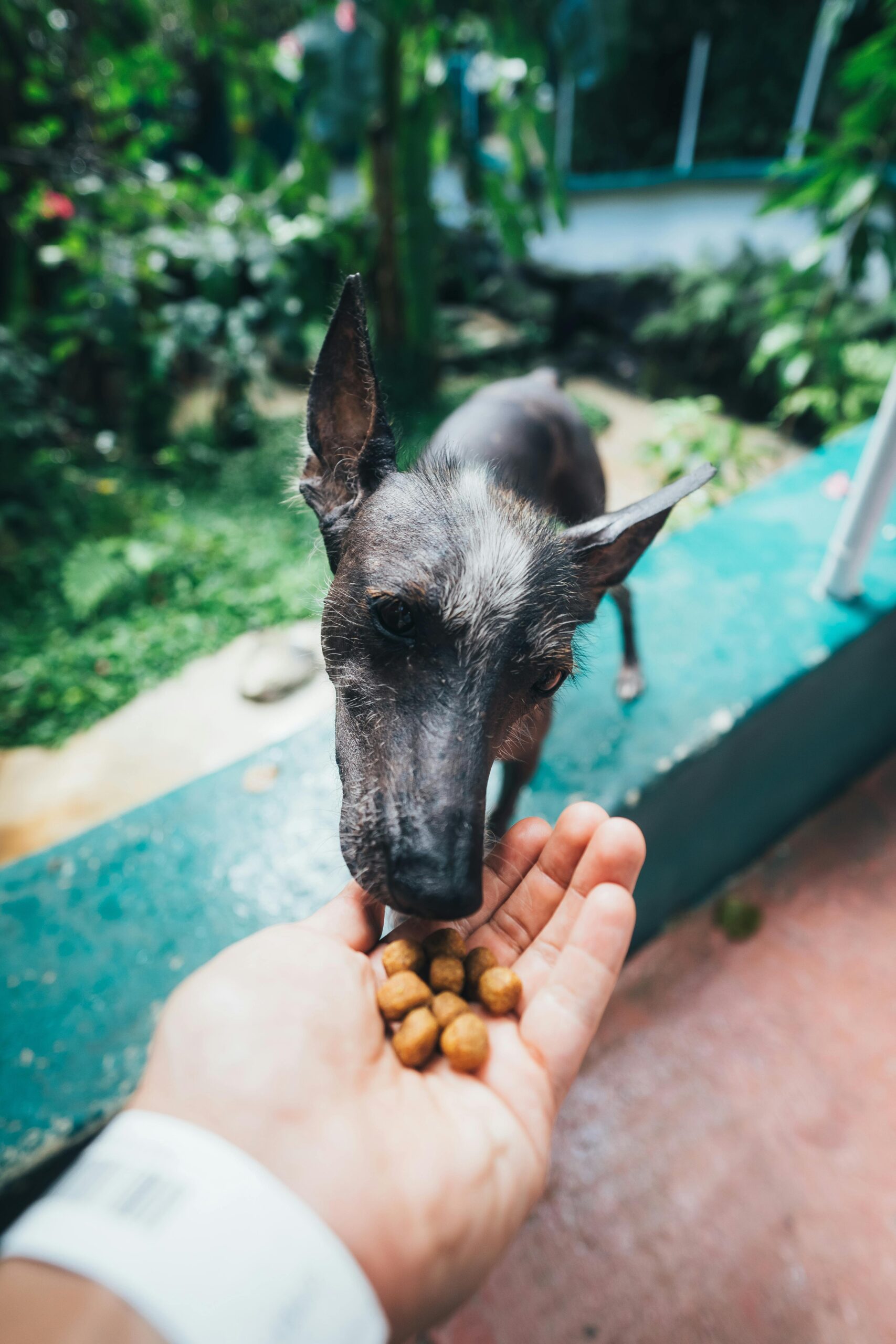 cachorro comendo na mão de uma pessoa